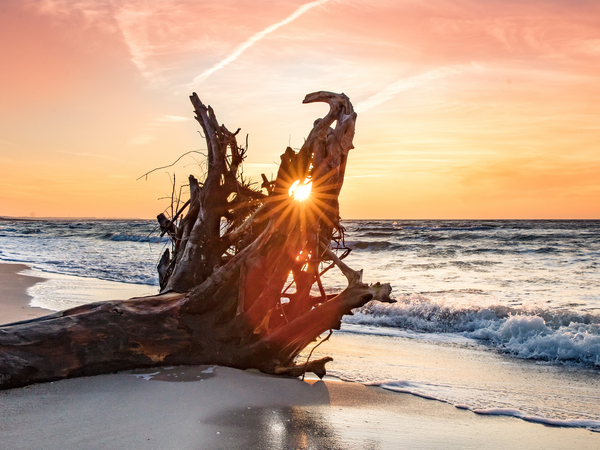 Ein Baumstamm in der Brandung an einem Sandstrand mit der untergehenden Sonne im Hintergrund als Titelbild der Psychodynamische Tage Langeoog 2026: Fachtagung & Weiterbildungsveranstaltung Psychotherapie, Psychiatrie, Psychodynamik der Albertinen Akademie Hamburg